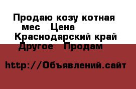 Продаю козу котная 3мес › Цена ­ 6 500 - Краснодарский край Другое » Продам   